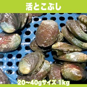 日本各地で愛されている郷土の味 活とこぶし 20〜40gサイズ 1kg｜awabiyamarusa