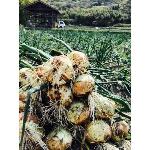 淡路島産 新玉ねぎ 5kg ひょうご安心ブラン...の詳細画像1