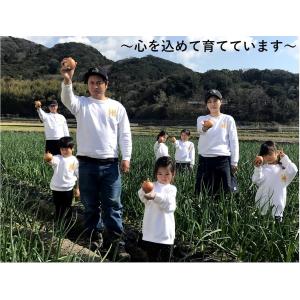 淡路島産 新玉ねぎ 5kg ひょうご安心ブラン...の詳細画像4
