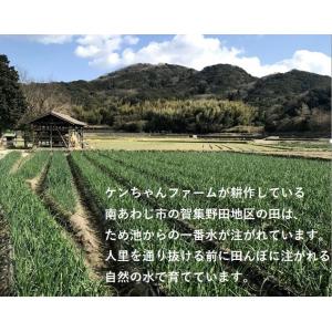 玉ねぎ たまねぎ 淡路島 淡路島たまねぎ 淡路...の詳細画像3