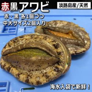 淡路産天然あわび（活）つがいのアワビ赤と黒セット2個で約400ｇ（アカアワビ・クロアワビ）【お中元】【ギフト】