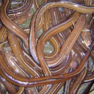 淡路産生あなご(小中大サイズ／アナゴ・生)300ｇ　サイズと開き方選択してください