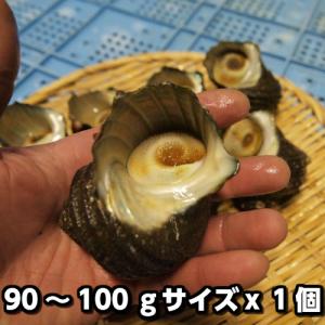 淡路島産天然活さざえ(中)90〜100gサイズ1...の商品画像