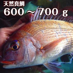 淡路島産天然マダイ(活じめ）600ｇ〜700ｇ1尾（真鯛・...