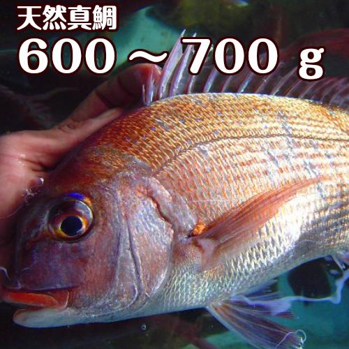 淡路島産天然マダイ(活じめ）600ｇ〜700ｇ1尾（真鯛・タイ・たい）（桜ダイ・桜鯛）