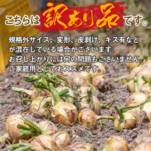 順次発送中 淡路島 玉ねぎ 訳あり 中晩生 3...の詳細画像4