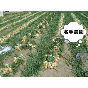 淡路島産玉ねぎ訳あり10kg 家庭用にどうぞ!...の詳細画像1