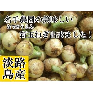 淡路島産 新玉ねぎ 10kg 2026年産＊地域限定送料無料でお届けいたします！