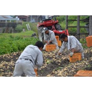 淡路島産じゃがいも きたあかり5kg 2026...の詳細画像1