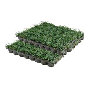 玉竜(タマリュウ)3トレ(120ポット)セット【グランドカバー】