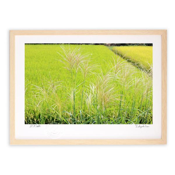 版画 絵画 秋、実りとススキ アートフォト 壁掛け 額入り Mサイズ