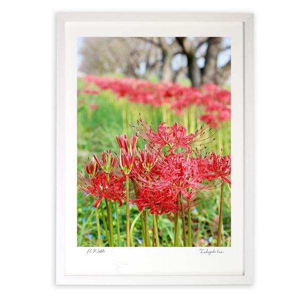 版画 絵画 秋を告げる彼岸花 アートフォト 壁掛け 額入り Mサイズ