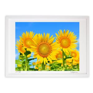 油彩画 絵画 黄金のひまわり 風水秘画 インテリア 新聞掲載 テレ