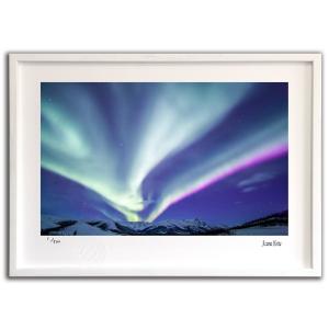 掛軸○ 河出幸之助 『椿』 美品 共箱 二重箱 太巻 肉筆 【日本画