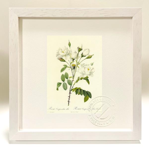 版画 絵画ロサ・カンパヌラータ・アルバ ルドゥーテ インテリア 壁掛け 花 植物画 油絵 リビング ...