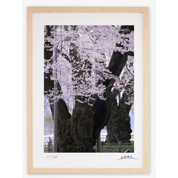 アートフォト 絵画 壁掛け 荘川桜1 岐阜県御母衣湖畔 絵画 壁掛け 壁飾り インテリア 油絵 花 ...