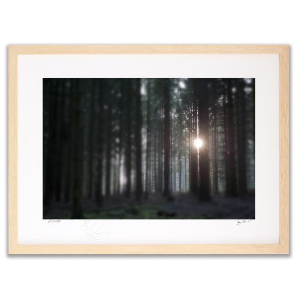 アートフォト 絵画 壁掛け 11月の森(November Forest 2011） ガビー・ゾマー