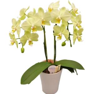母の日 Mother's Day 胡蝶蘭【マザーチーク】5号鉢 2本立ち 陶器鉢
