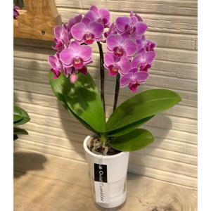 母の日 Mother's Day 胡蝶蘭【マザーチーク】5号鉢 2本立ち 陶器鉢
