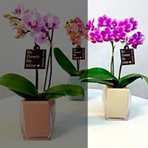 ミディ胡蝶蘭 安い 絵画 の商品一覧 美術 工芸品 楽器 手芸 コレクション 通販 Yahoo ショッピング