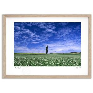 ハンドペイント　新品未使用　黒　風景画　モダンアート　漆塗り　飾り　額縁 アートフォト 絵画 壁掛け 白樺1 富良野 美瑛 高橋真澄 インテリア 額