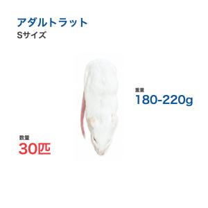 国産 冷凍 ラット アダルトラット S 180-220g 30匹 個別包装 爬虫類 猛禽類 餌