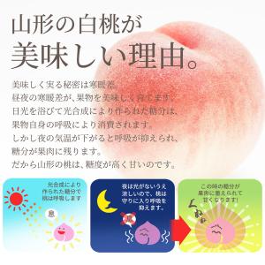 硬い桃 白桃 秀品 おどろき 2kg 山形県産...の詳細画像4
