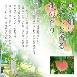硬い桃 白桃 秀品 おどろき 2kg 山形県産...の詳細画像5