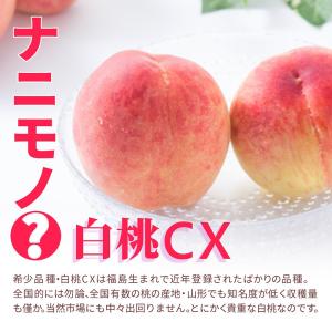 硬い桃 白桃 秀品 白桃CX 2.5kg 山形...の詳細画像3