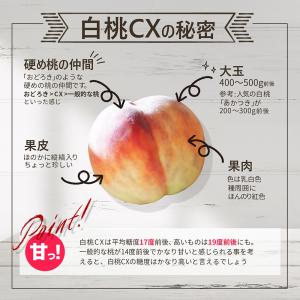 硬い桃 白桃 秀品 白桃CX 2.5kg 山形...の詳細画像4