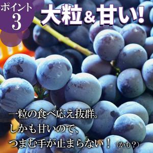ぶどう 秀品 2房 (約1.2kg前後:1房約...の詳細画像3