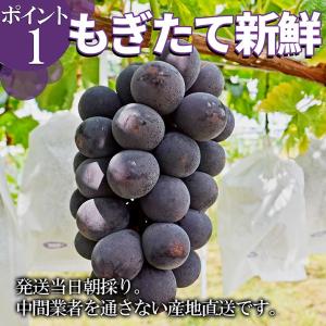 ぶどう 特秀 3房 (約2kg前後:1房約65...の詳細画像1