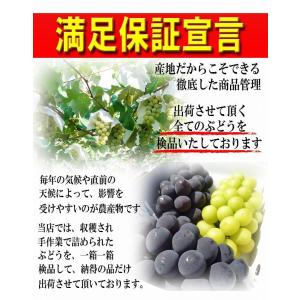 ぶどう 特秀 3房 (約2kg前後:1房約65...の詳細画像5