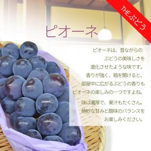 ぶどう セット 詰め合わせ シャインマスカット...の詳細画像3