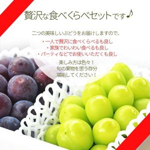 ぶどう セット 詰め合わせ シャインマスカット...の詳細画像4