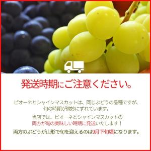 ぶどう セット 詰め合わせ シャインマスカット...の詳細画像5