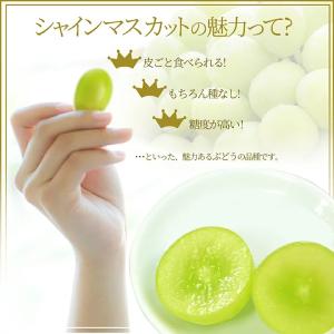 ぶどう 秀品 シャインマスカット 2房 (1房...の詳細画像2