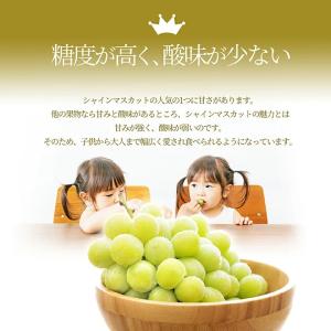 ぶどう 秀品 シャインマスカット 2房 (1房...の詳細画像3
