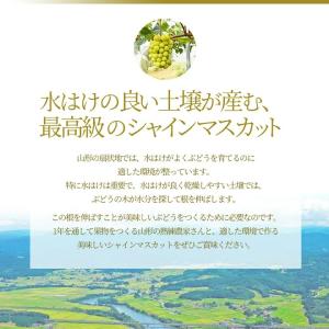 ぶどう 秀品 シャインマスカット 2房 (1房...の詳細画像5