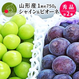 ぶどう セット 詰め合わせ シャインマスカット 1房 & 大粒 ピオーネ 1房 合計約1.5kg 約750g×2房 贈答 ギフト 贈り物 送料無料 産地直送 果物