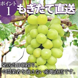 ぶどう セット 詰め合わせ シャインマスカット...の詳細画像1