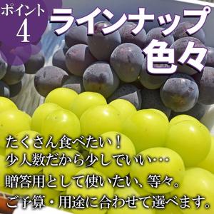 ぶどう セット 詰め合わせ シャインマスカット...の詳細画像4