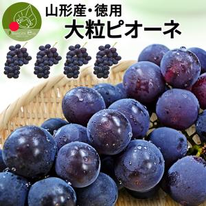 山形県産 お徳用 大粒ピオーネ 4房 約2kg (1房約50...