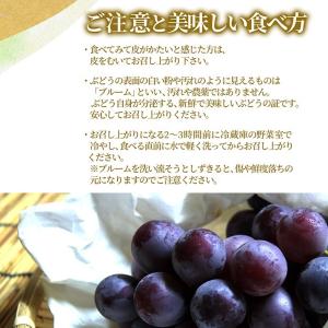 オリエンタルスター 産地直送 2房(約1kg前...の詳細画像5