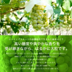 山形県産 ぶどう 雄宝 1房 (約700g) ...の詳細画像1
