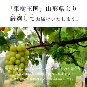 山形県産 ぶどう 雄宝 1房 (約700g) ...の詳細画像2