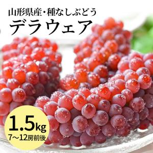 ぶどう 訳あり シャインマスカット 約2kg (3〜5房入り) 山形県産