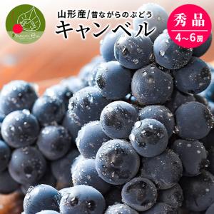 キャンベル ぶどう 約1.5kg 4〜6房前後 山形 秀品 L〜2L 山形県産 キャンベルス ギフト 敬老の日 化粧箱入り 産地直送 小粒 送料無料