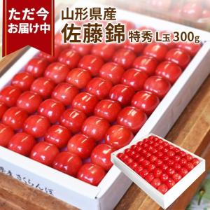 さくらんぼ 佐藤錦 L玉 300g 鏡詰め 山形 特秀 ギフト 山形県産 2026