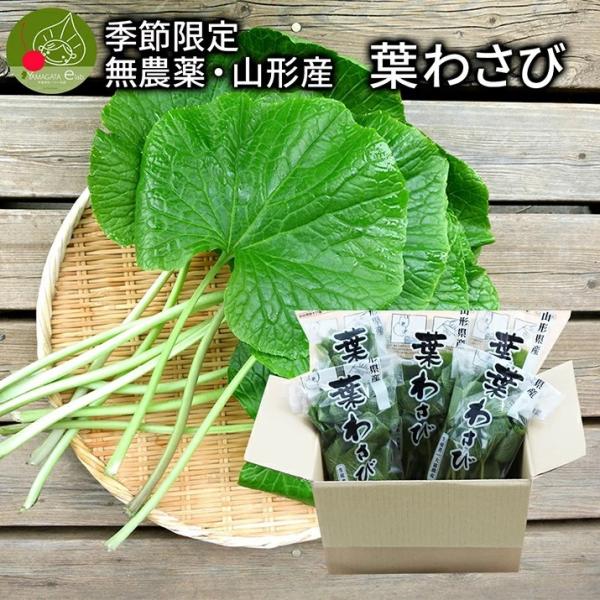 無農薬栽培 葉わさび 約75g×10束入り 季節限定 名水百選 山形県産 わさび専門ハウス直送 新鮮...